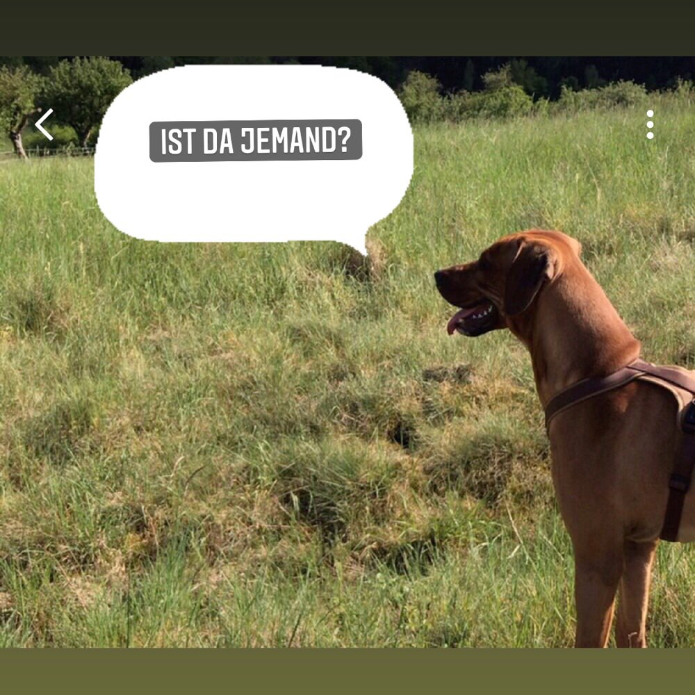 Hundetreffen-Socialwalk in Dillenburg-Profilbild