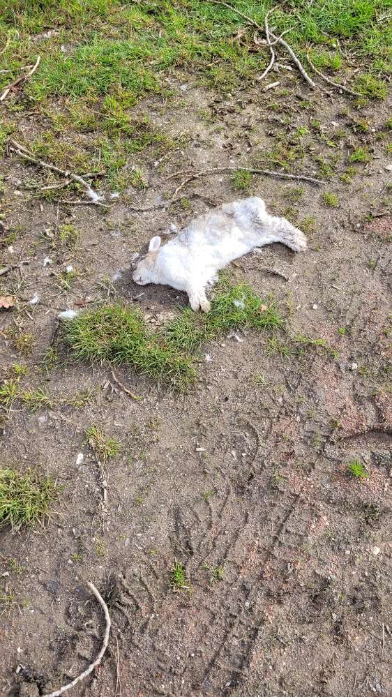 Giftköder-Totes Kaninchen (Sankt Tönis)-Profilbild