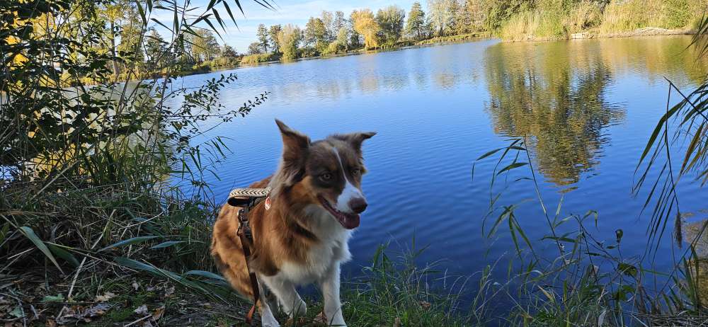 Hundetreffen-Gassirunde mit Spiel-Profilbild