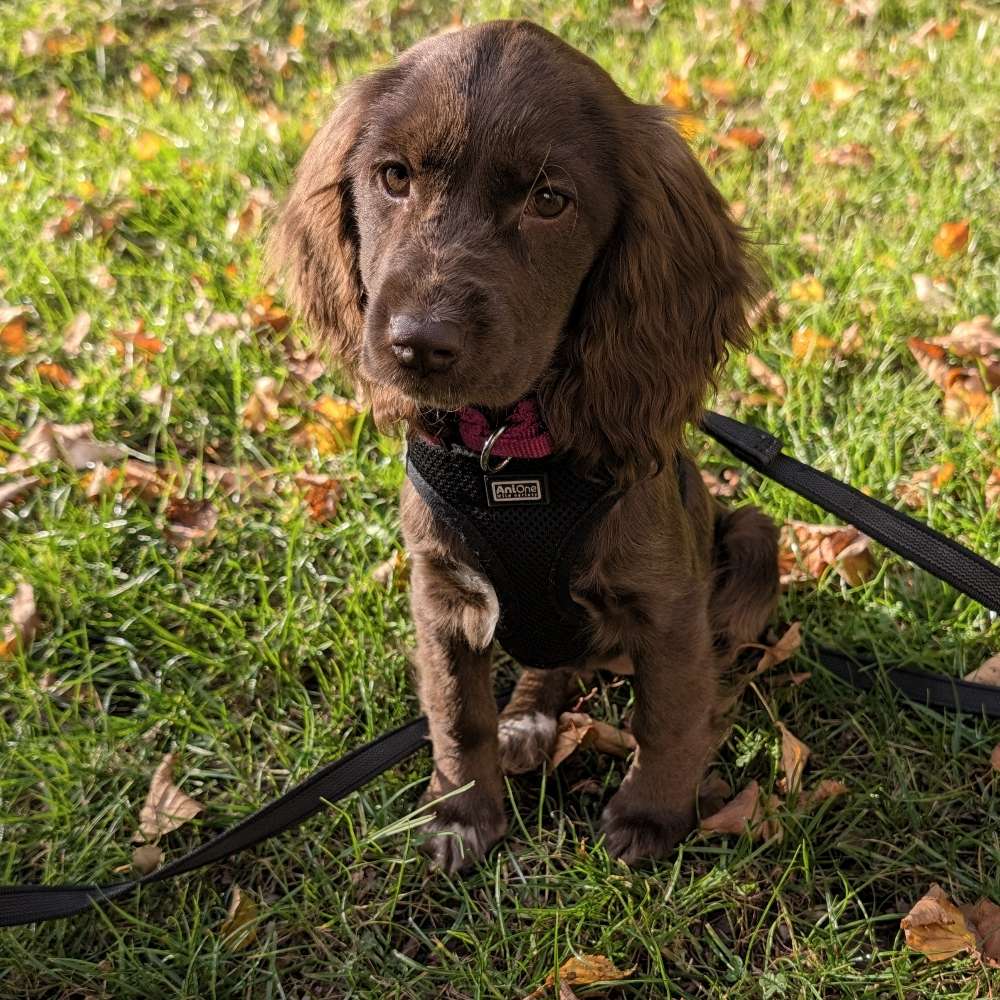 Hundetreffen-Spiele treffen-Profilbild