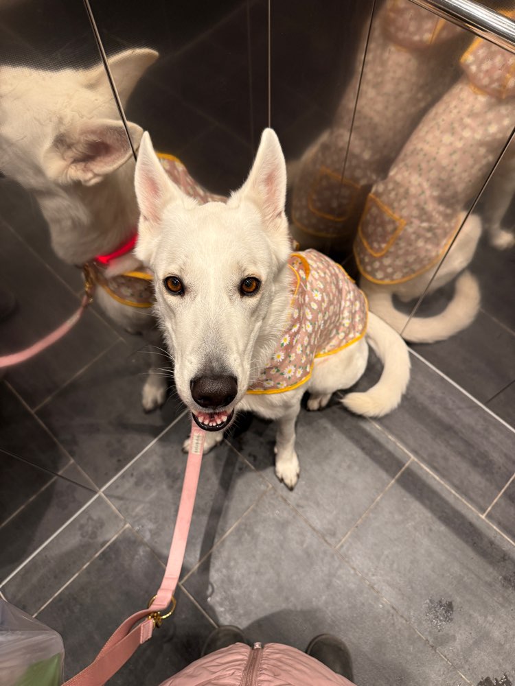 Hundetreffen-Hundefreunde gesucht-Profilbild