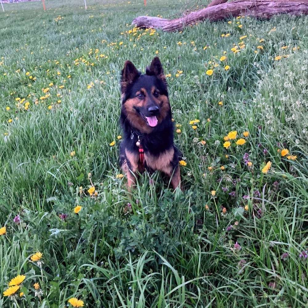 Hundetreffen-Spaziergang an der Leine-Profilbild