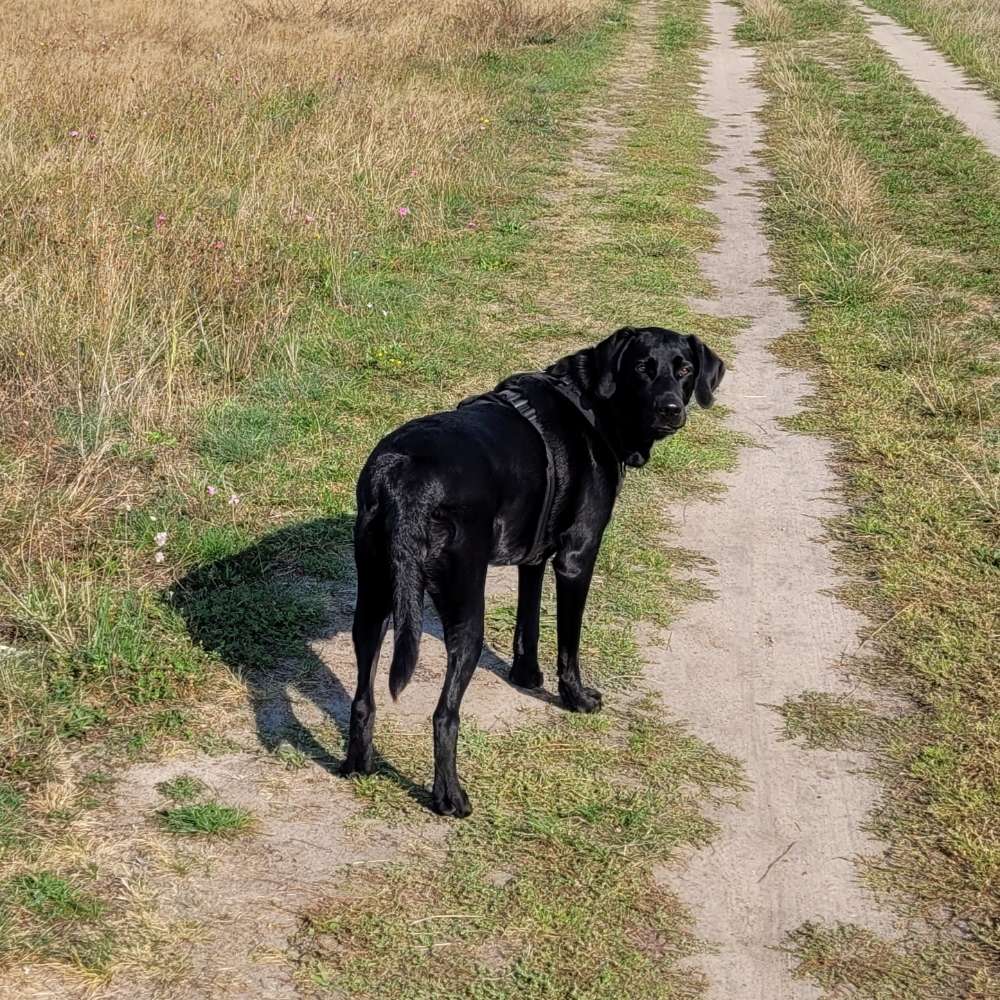 Hundetreffen-Spielen und Social Walk-Profilbild
