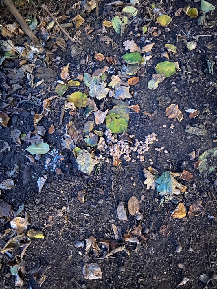 Giftköder-Könnte Katzenfutter sein-Profilbild