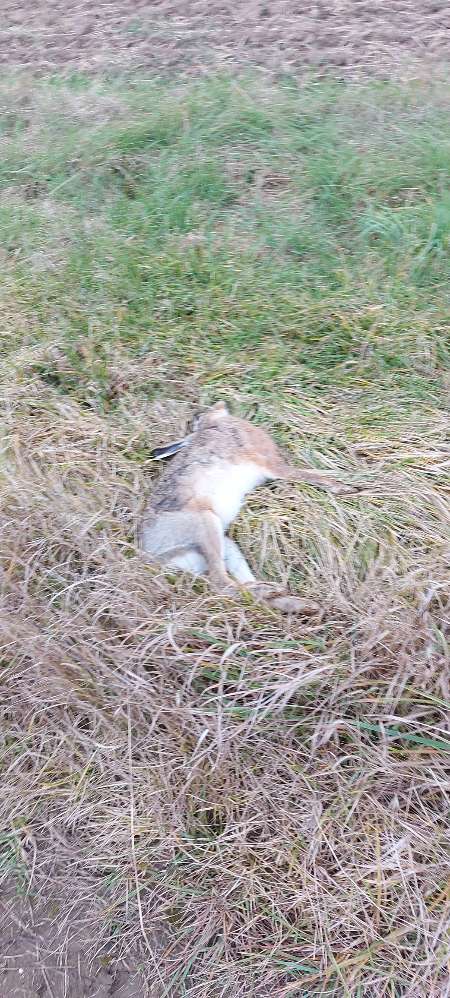 Giftköder-Toter Hase-Profilbild
