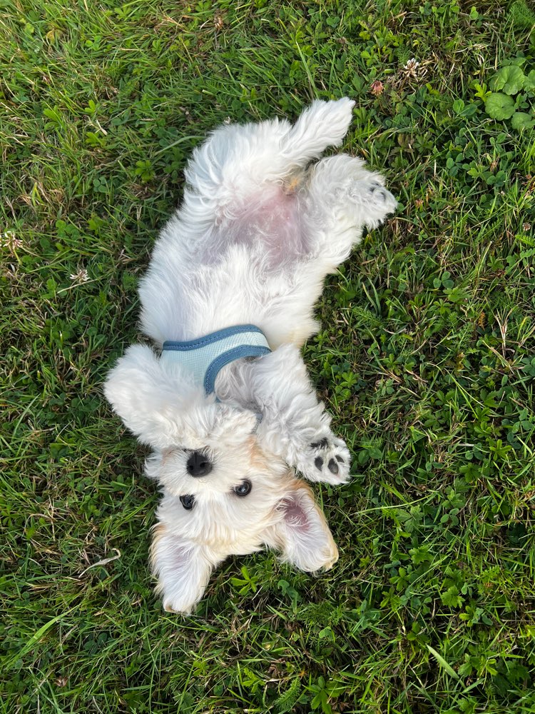 Hundetreffen-Havaneser Welpe sucht nach Spielfreunden!-Profilbild