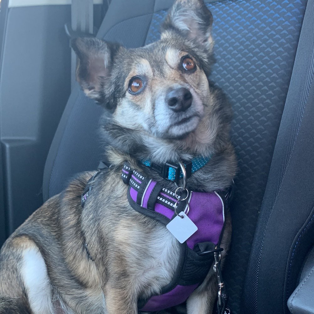 Hundetreffen-Neue Freunde für Gassirunde-Profilbild