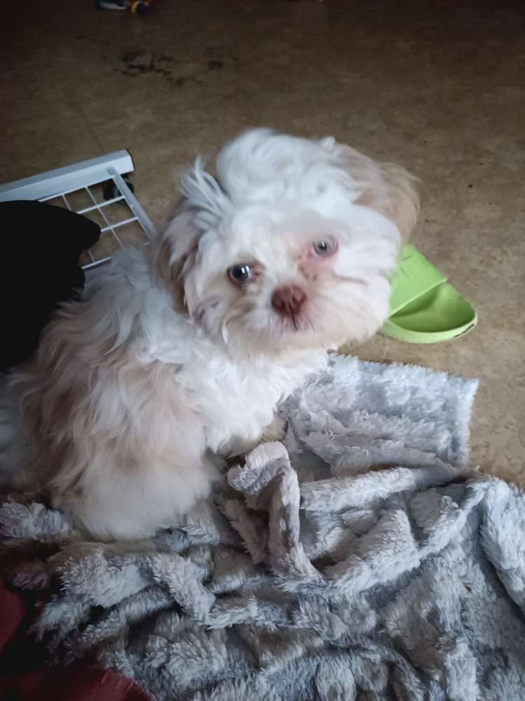 Hundetreffen-Welpentreffen im Ringpark-Profilbild