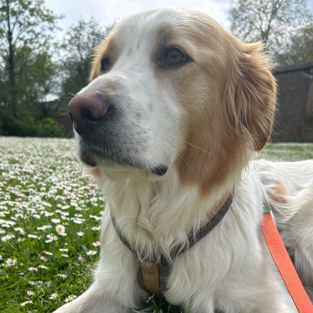 Hundetreffen-Nette unkomplizierte Gassi Runden-Profilbild