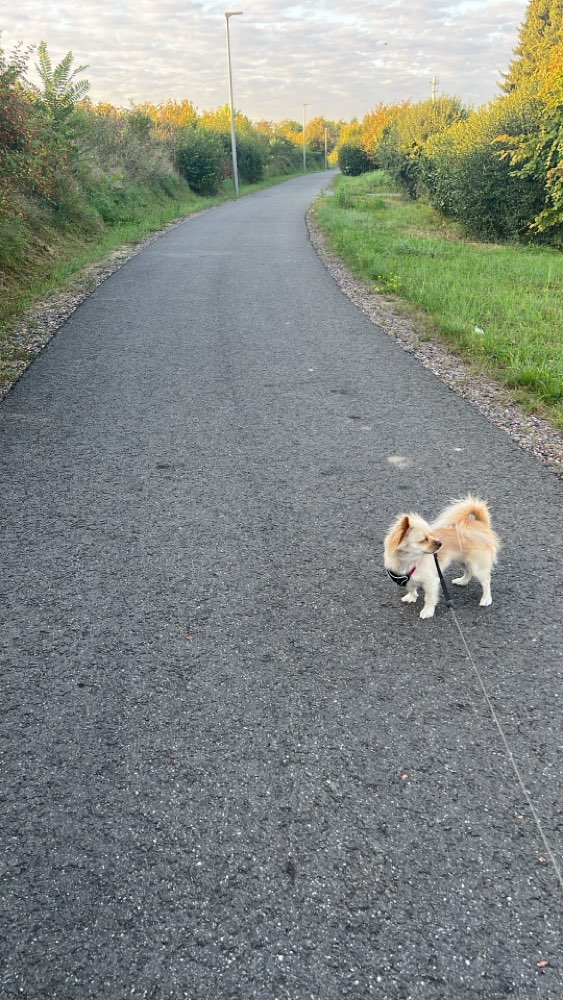 Hundetreffen-Soziale Kontakte lernen-Profilbild