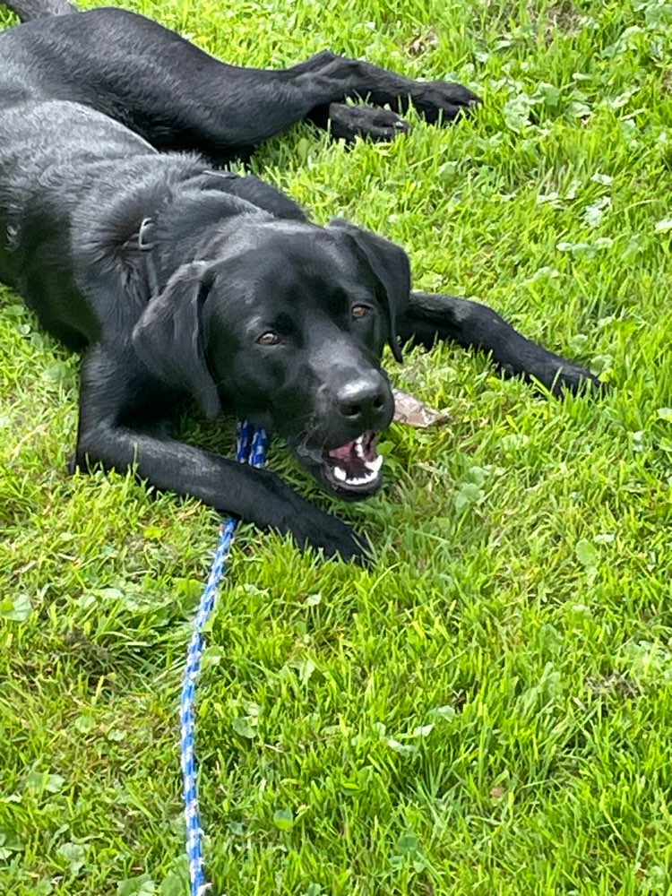 Hundetreffen-Spieltreffen-Profilbild