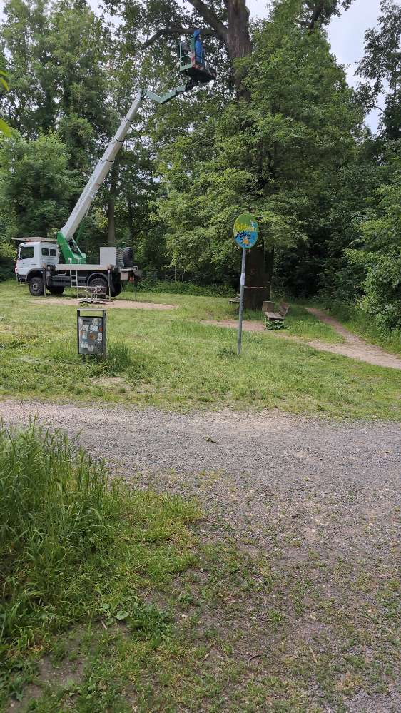 Giftköder-Eichenprozessionsspinner-Profilbild