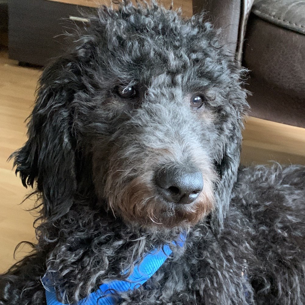 Hundetreffen-Sozialisierung & Training-Profilbild