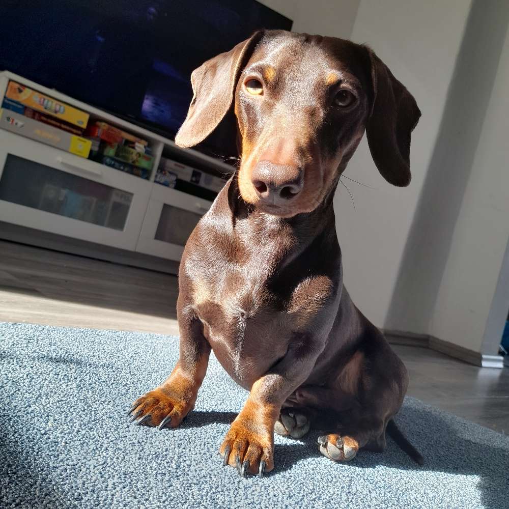 Hundetreffen-Freund zum Gassi gehen und/oder spielen :)-Profilbild