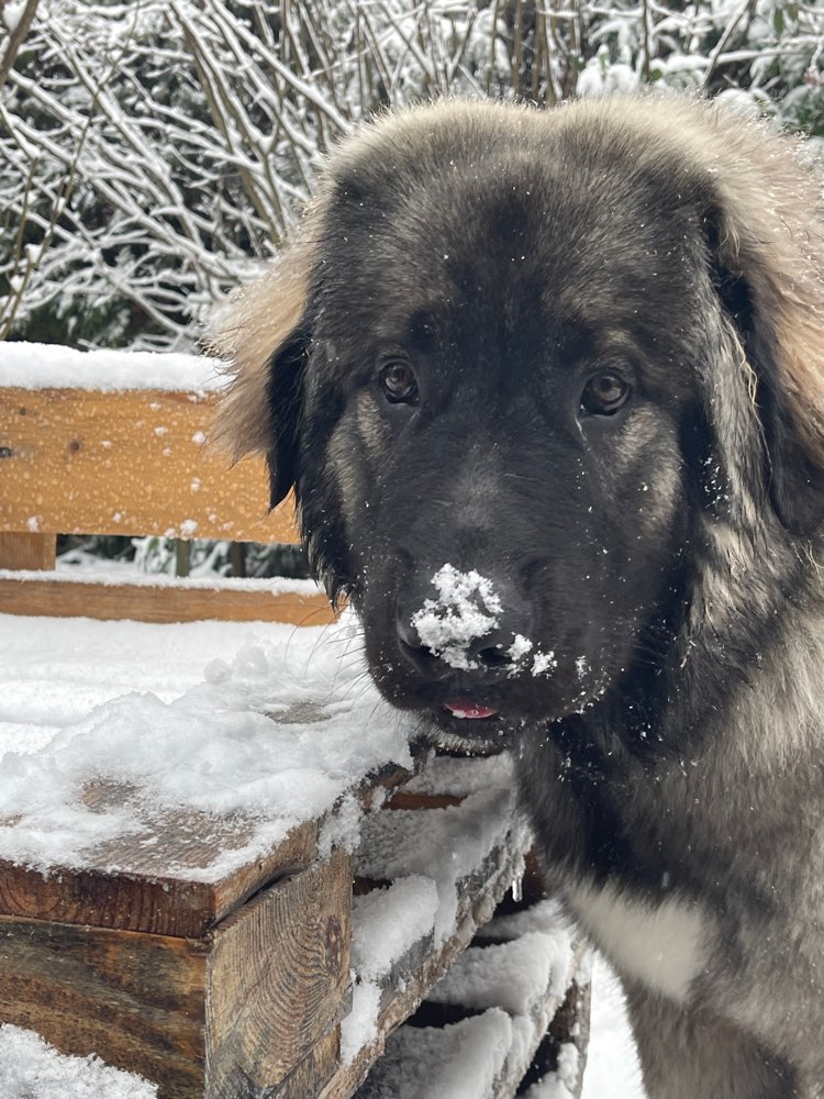 Hundetreffen-Junghunde Sozialisierung mit Mensch und Hund-Profilbild