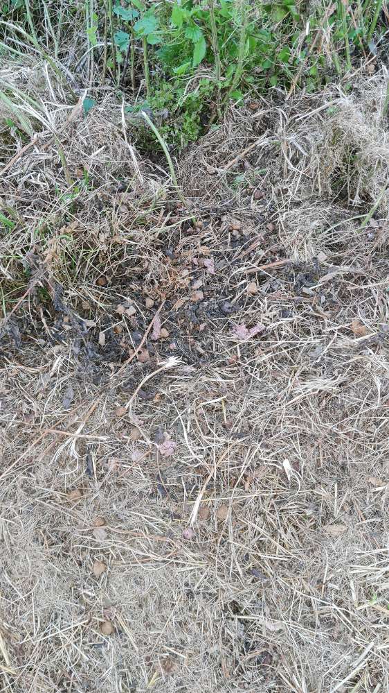 Giftköder-Eventueller Giftköder-Profilbild