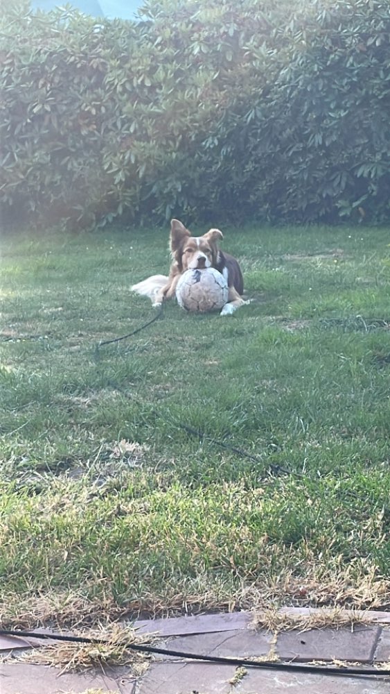 Hundetreffen-Treffen zum Spielen und spazieren gehen-Profilbild