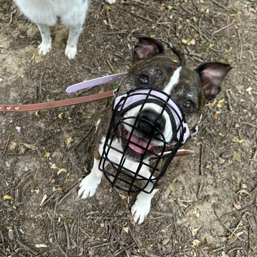 Hundetreffen-Gemeinsames Gassi gehen mit etwas Abstand-Profilbild