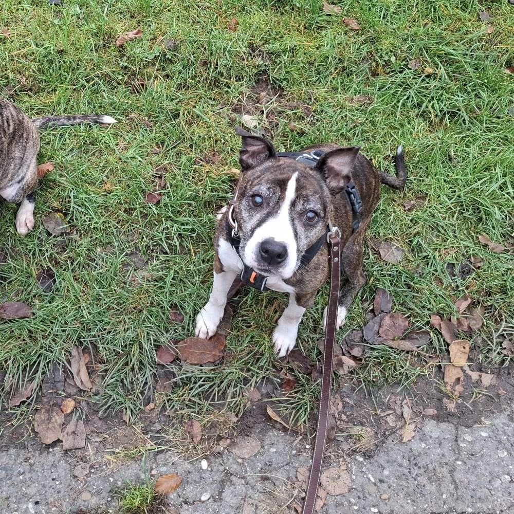 Hundetreffen-Socialwalk-Profilbild