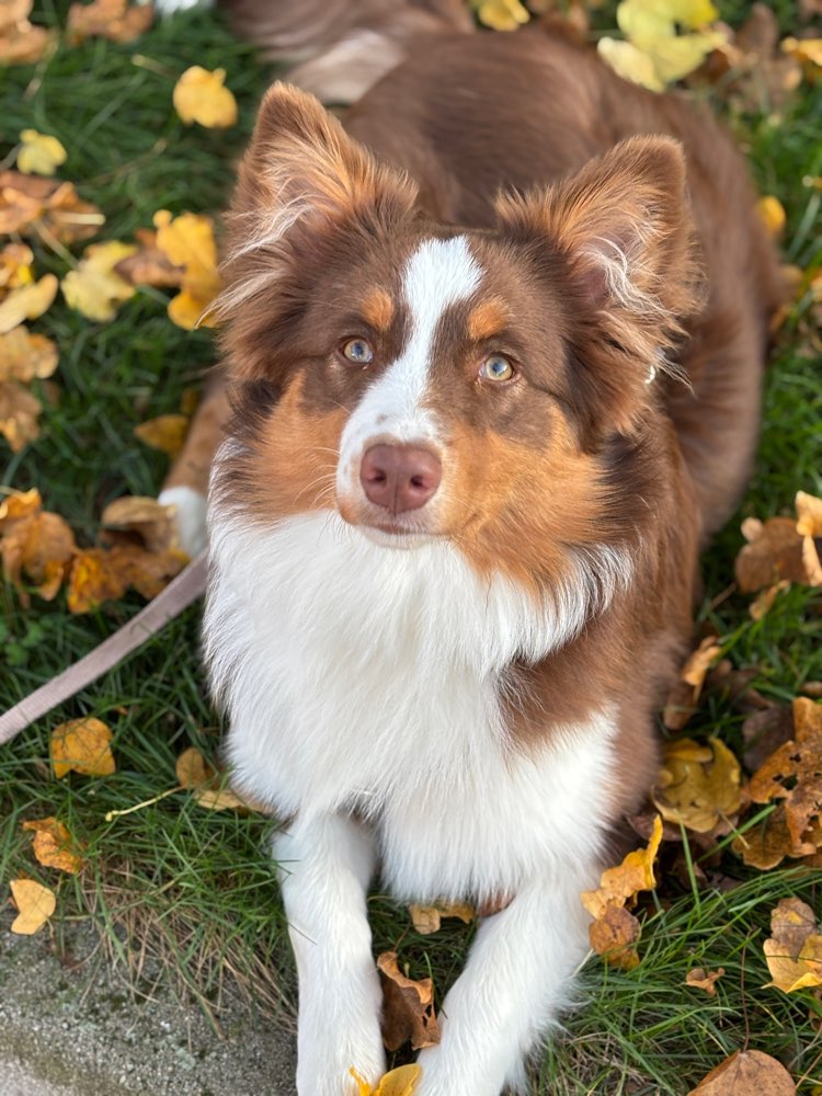 Hundetreffen-Social Walks + Spiel & Spaß-Profilbild