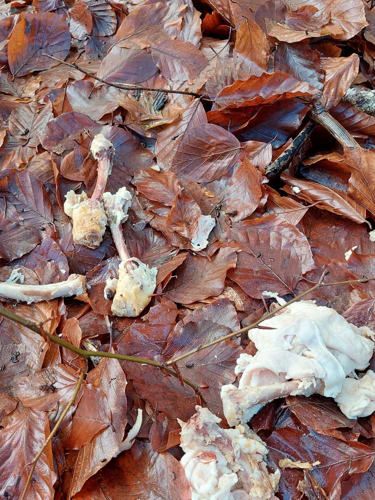 Giftköder-Hühnchen samt Knochen Ermingen wald-Profilbild