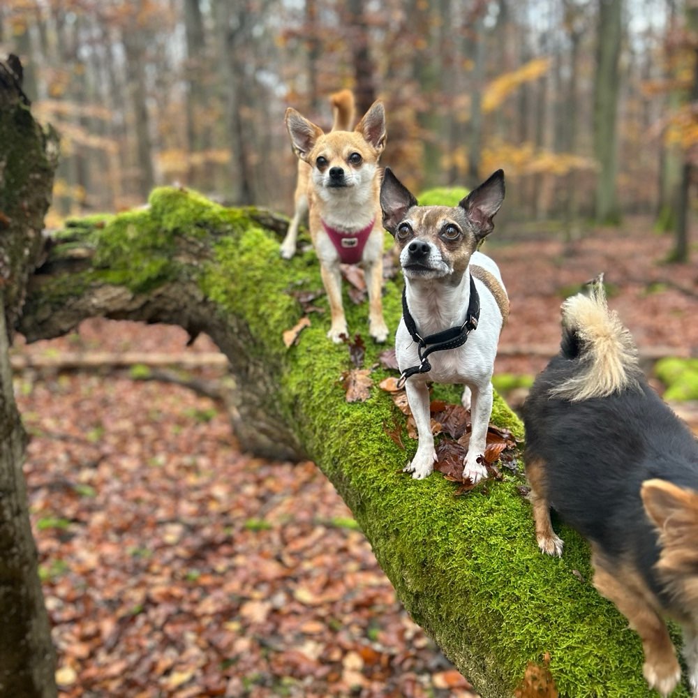 Hundetreffen-Gassi gehen-Profilbild