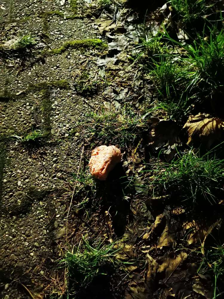 Giftköder-Mett auf dem Parkplatz verteilt-Profilbild