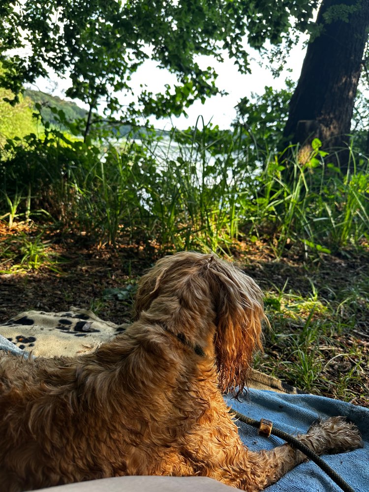 Hundetreffen-Seniorengruppe Spaziergang-Profilbild