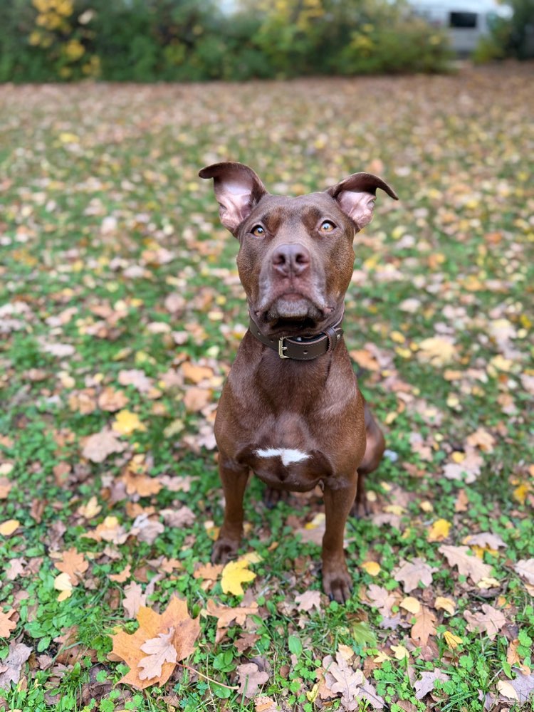 Hundetreffen-Gassirunde/Spielkamerad/Sitter-Profilbild