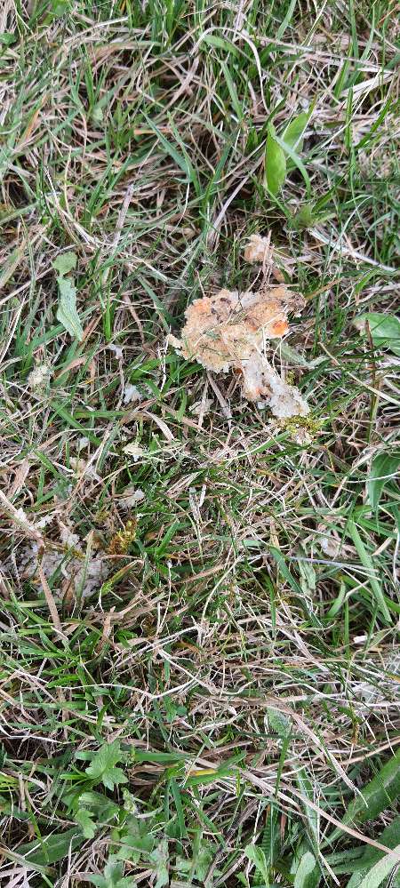 Giftköder-Essensreste-Profilbild