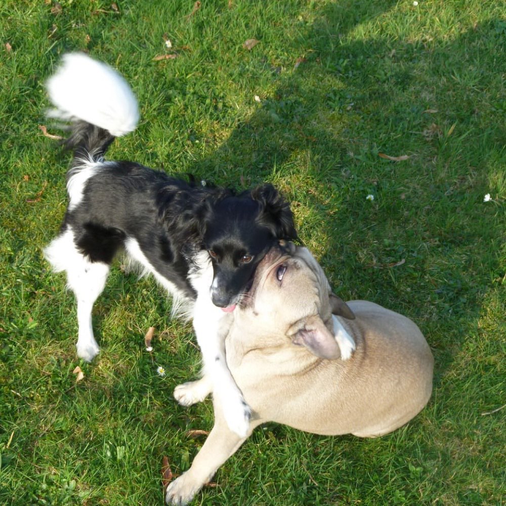 Hundetreffen-Spielen und Toben - Olivias Spieltreff für kleinere Hunde-Profilbild