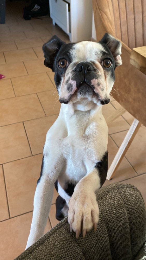 Hundetreffen-Mittagsrunde-Profilbild