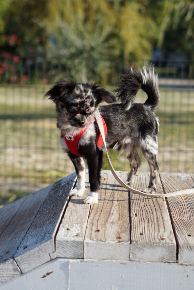 Hundetreffen-Gassitreffen-Profilbild