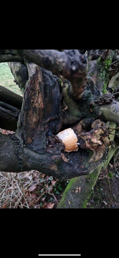 Giftköder-Giftköder-Profilbild