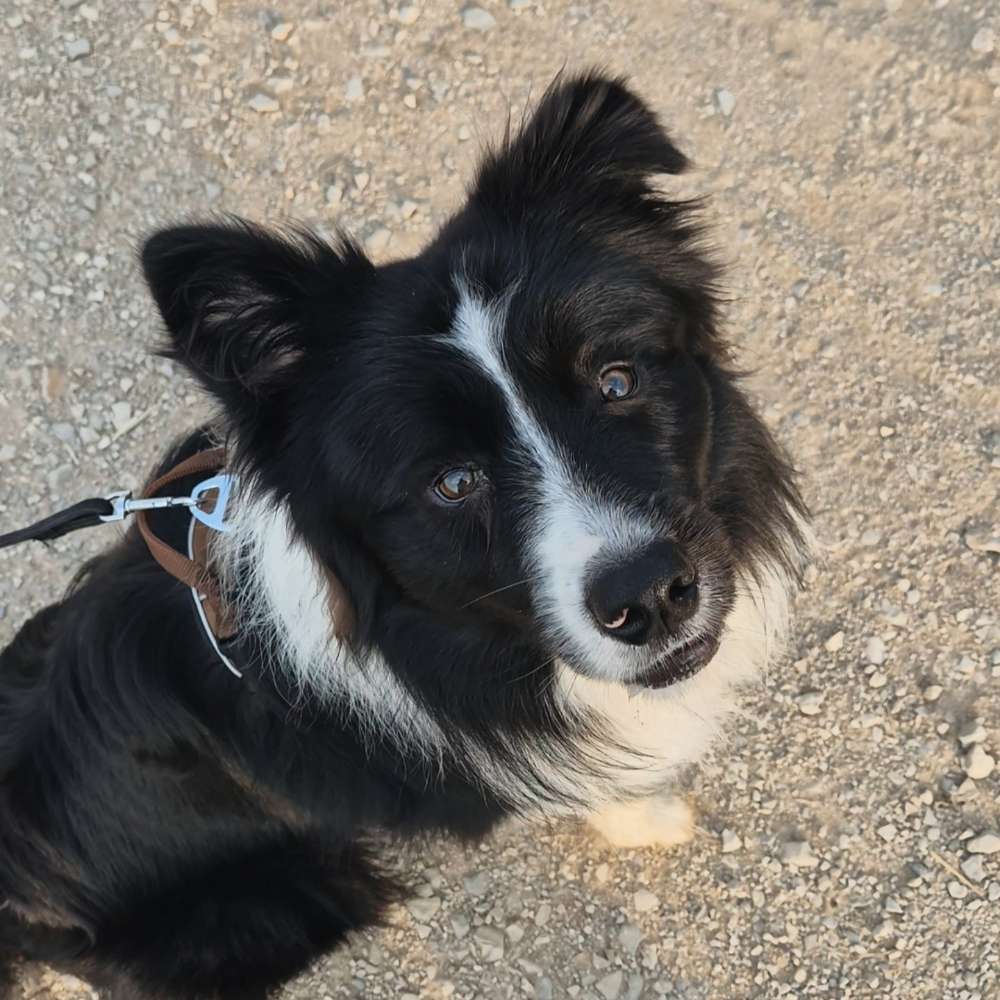 Hundetreffen-Suchen Hundefreunde-Profilbild