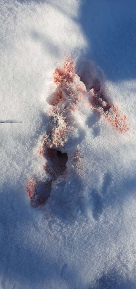 Giftköder-Rotes Pulver-Profilbild