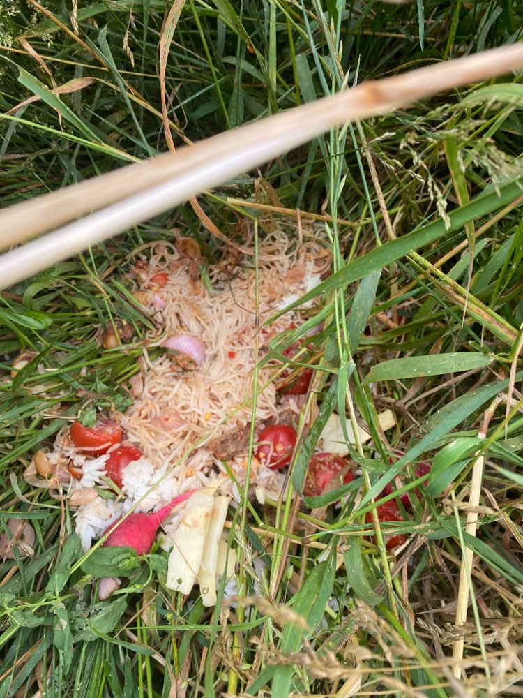 Giftköder-Mögliche Giftköder (sieheFoto)-Profilbild