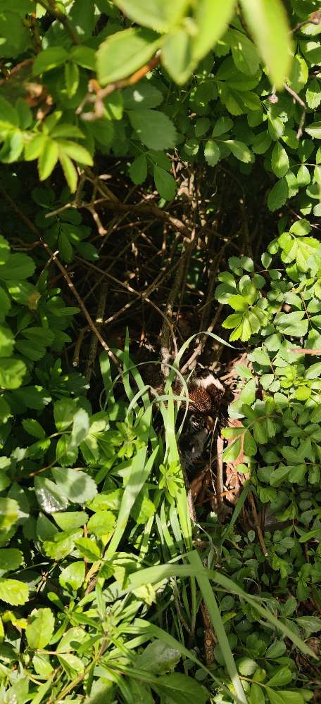 Giftköder-Tierkadaver-Profilbild