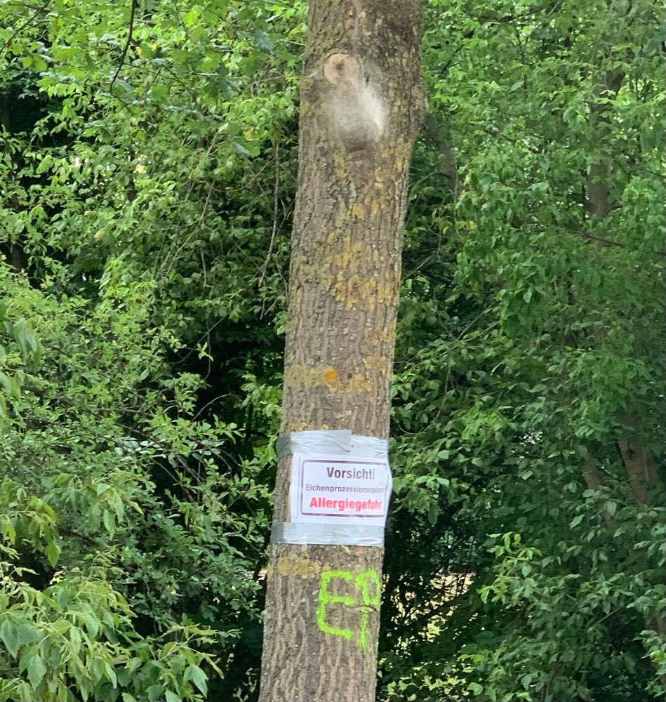 Giftköder-Eichenprozessionspinner-Profilbild