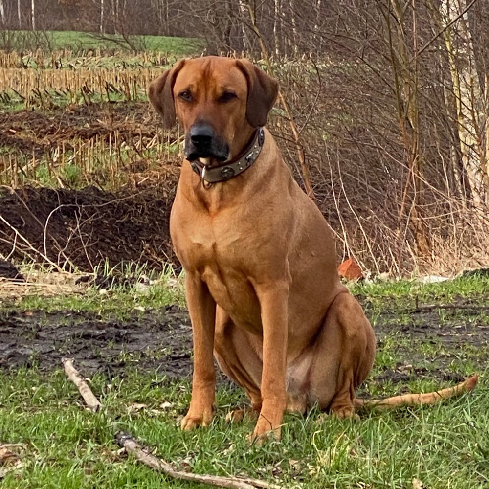 Hundetreffen-Hundebetreuung für Rhodesian-Ridgeback gesucht-Profilbild