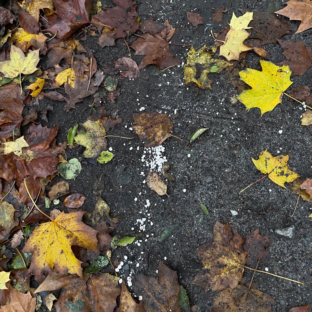 Giftköder-Evtl. Giftköder-Profilbild