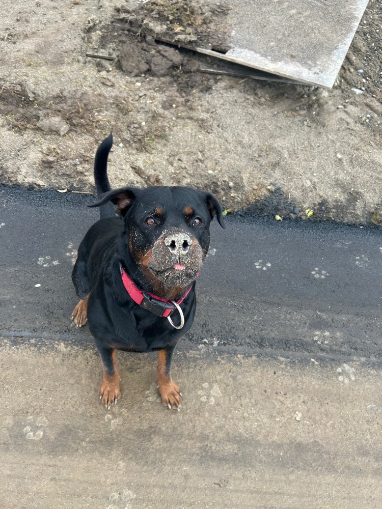 Hundetreffen-Gemeinsame Gassirunde-Profilbild