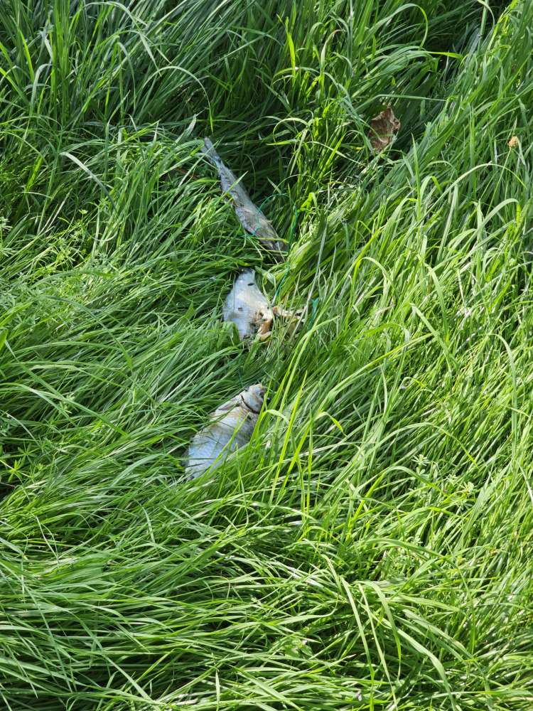 Giftköder-Ausgelegte Fische-Profilbild