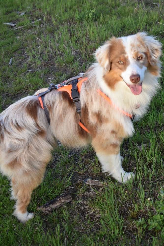 Hundetreffen-Spielbuddy gesucht-Profilbild