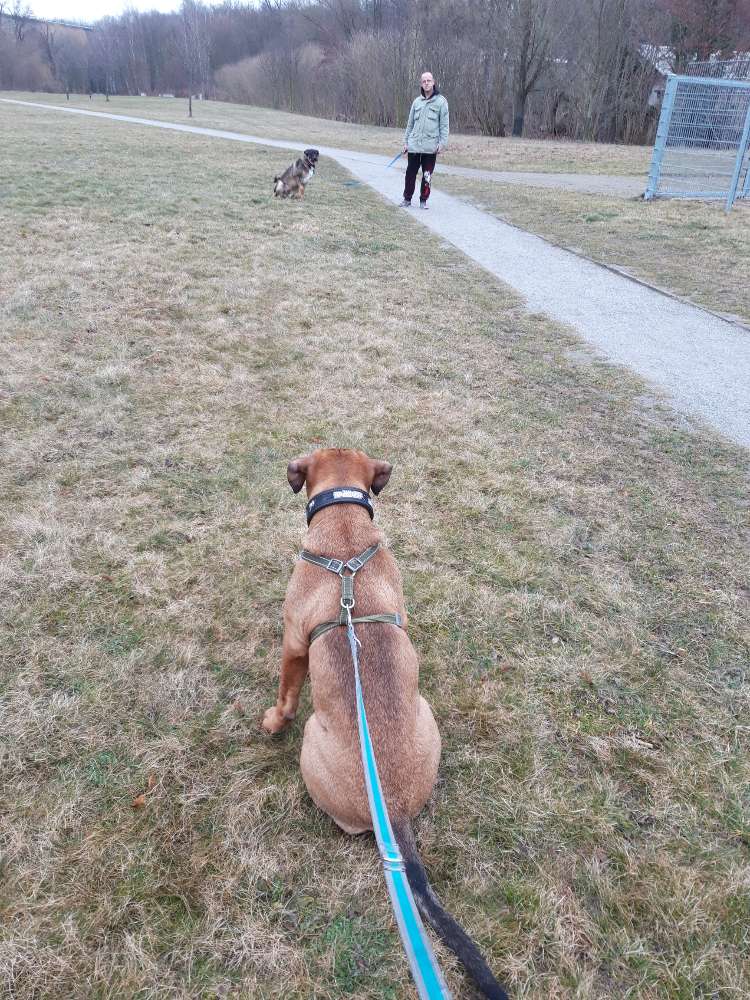 Hundetreffen-Landesgartenschau gelände-Profilbild