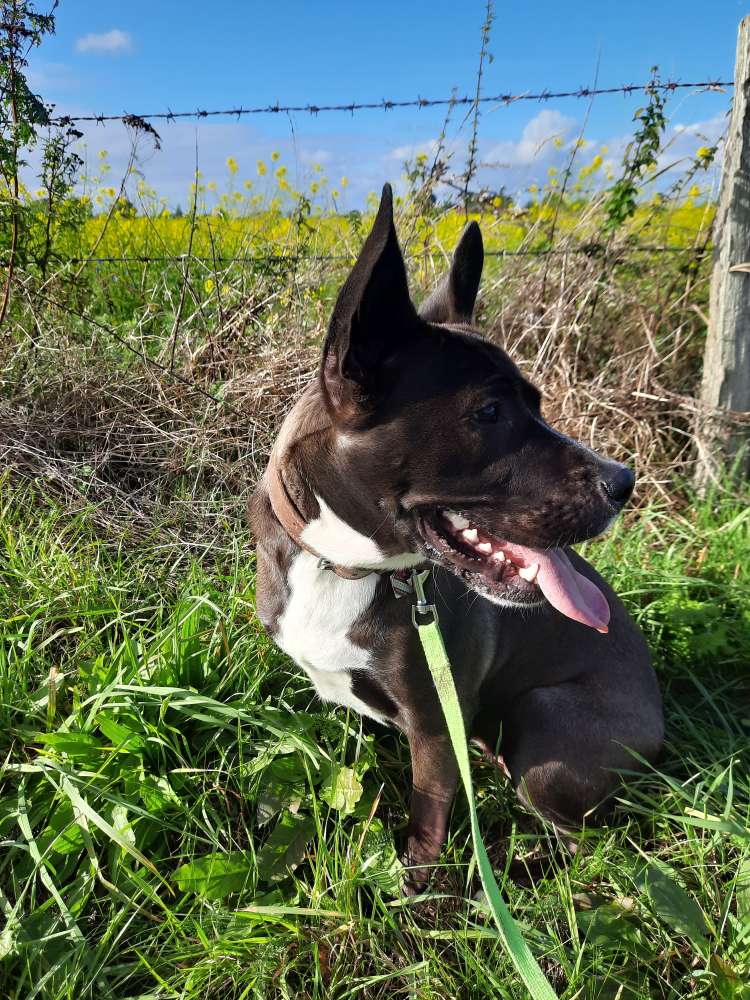 Hundetreffen-Suche für Nelly jemanden zum auspowern-Profilbild