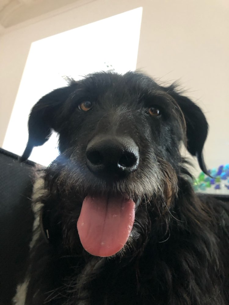 Hundetreffen-Hundefreunde für Spaziergänge gesucht-Profilbild