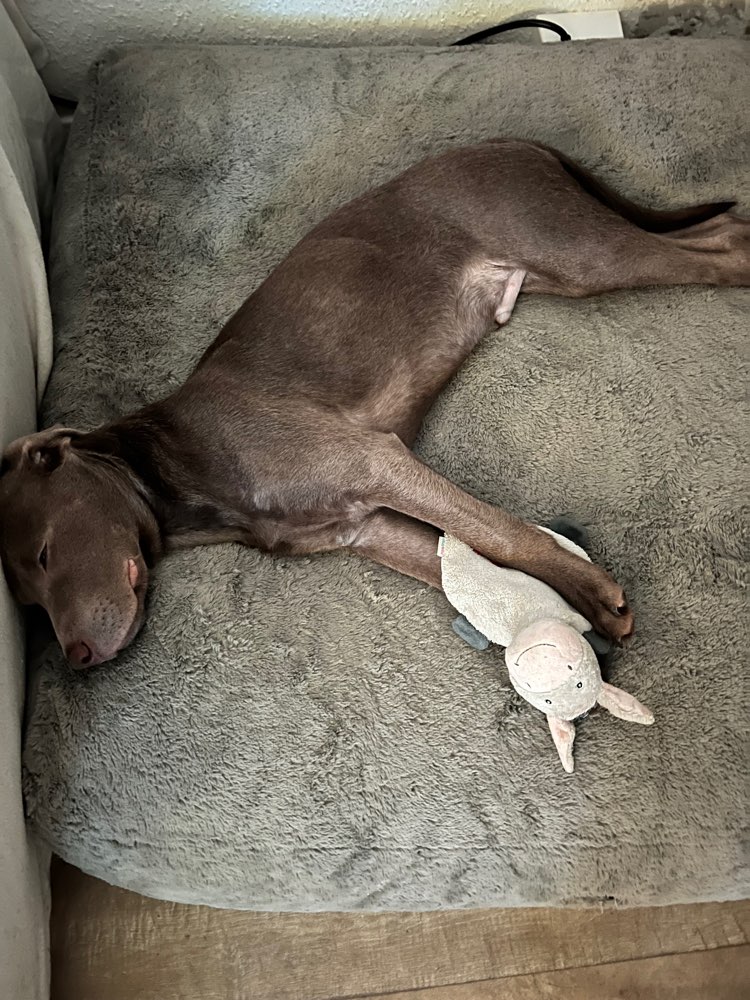 Hundetreffen-Welpentreffen und Hundefreunde gesucht-Profilbild