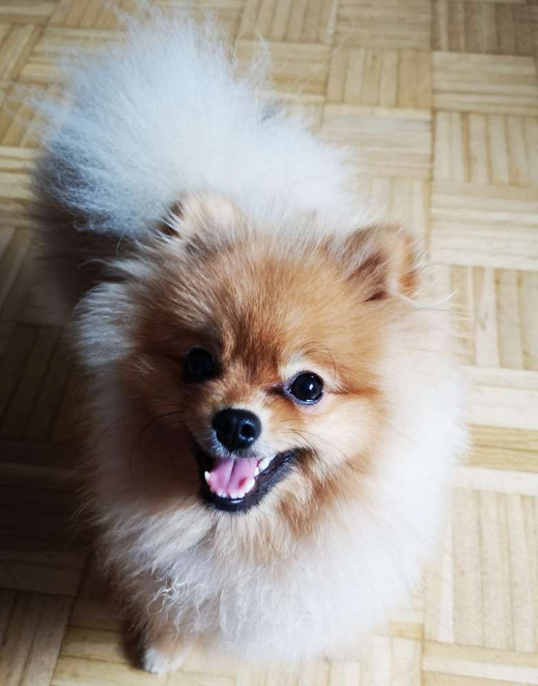 Hundetreffen-Pomeranian Gefährten-Profilbild