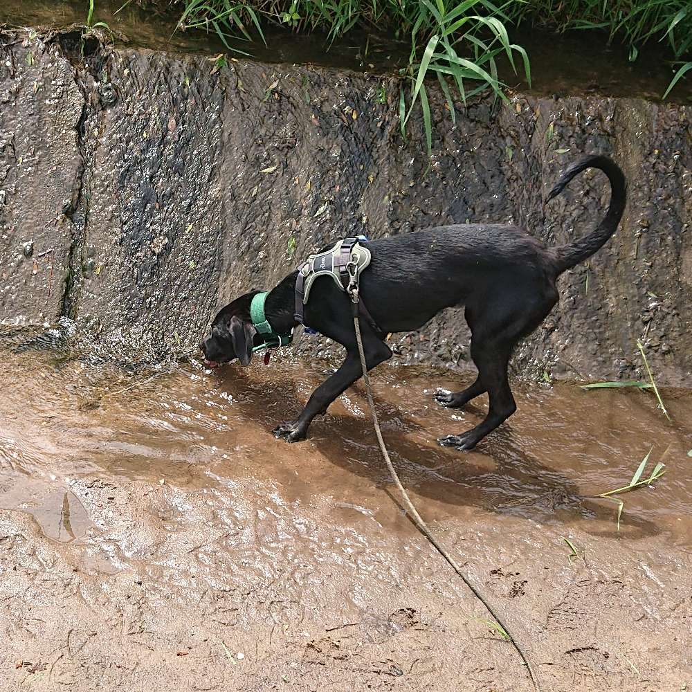 Hundetreffen-Gemeinsame Spaziergänge-Profilbild
